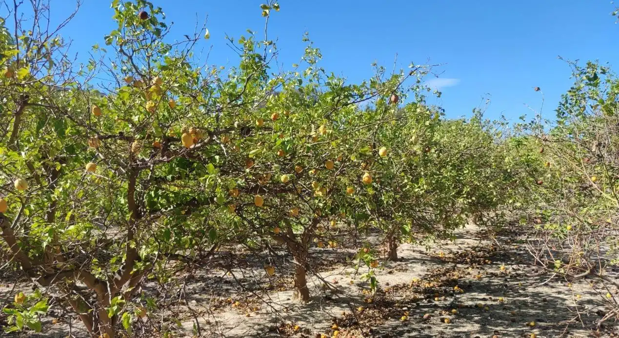 Finca rústica en venda en Villajoyosa / La Vila Joiosa amb Terrassa i Balcó
