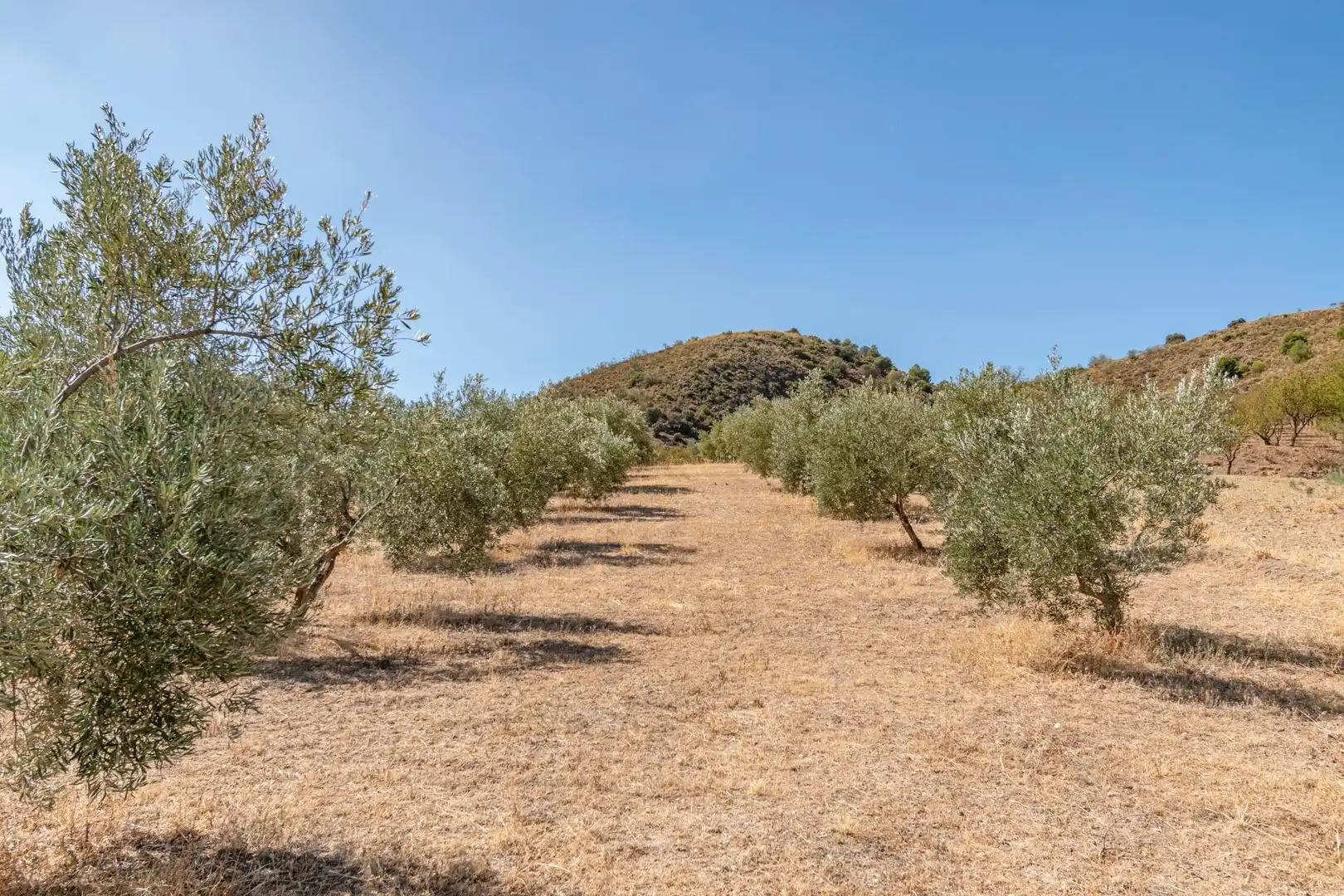 Finca rústica en venta en Vereda morollon, La Peza
