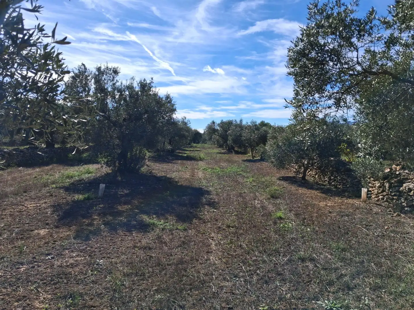 Terrain rustique à vendre à Polígono 6 Paraje 109 LAS PLANAS, imagen 39