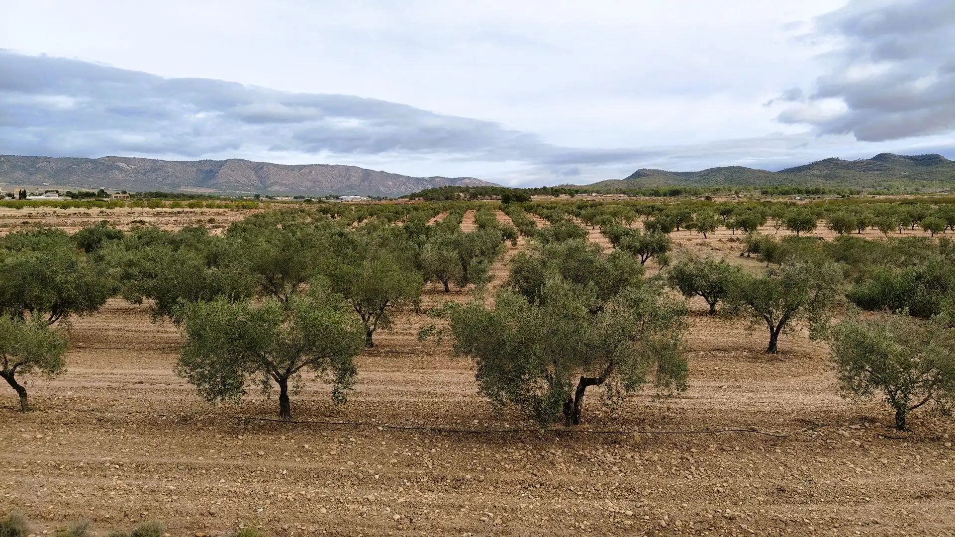 Terreny rústic en venda a Monóvar  / Monòver