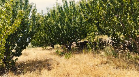 Foto 2 de Terreno en venta en N/a, -1, El Torno , Cáceres