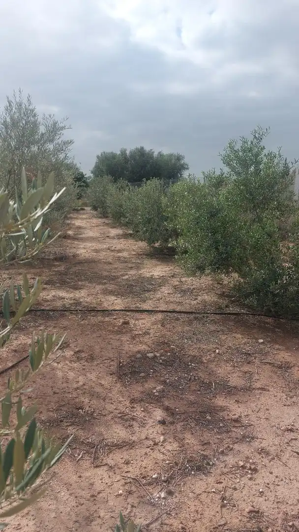 Finca rústica en venda en Alhama de Murcia amb Jardí privat i Piscina