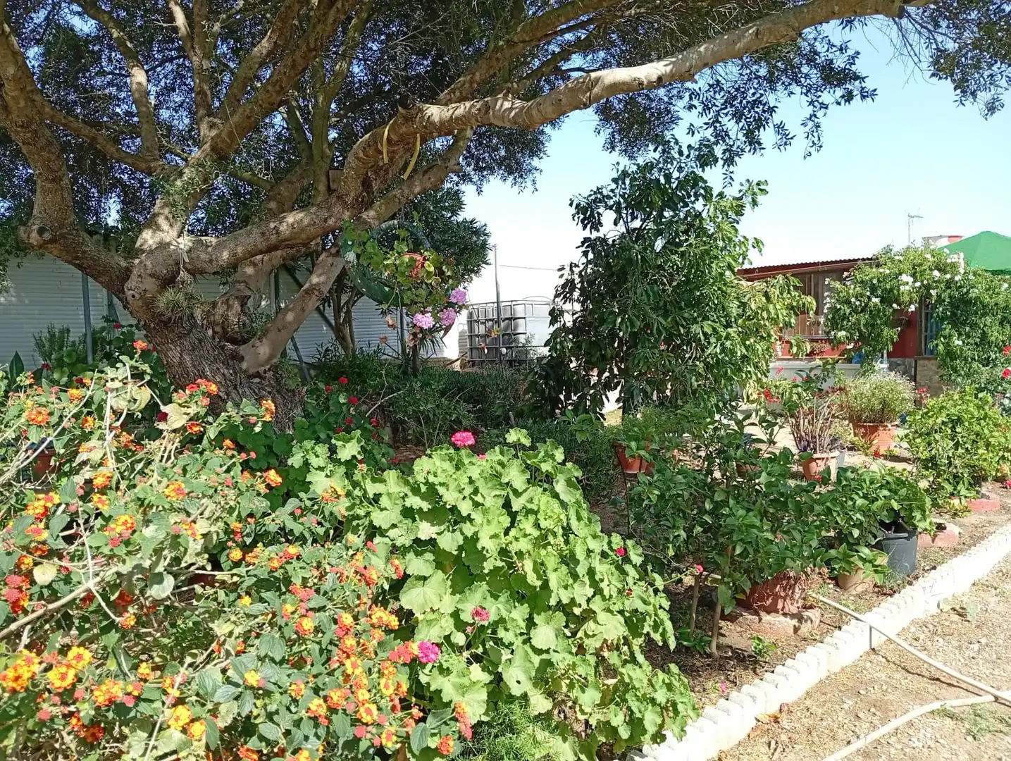 Jardín de Finca rústica de alquiler en Medina Sidonia con Jardín privado, Terraza y Amueblado
