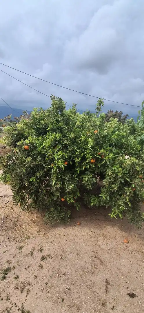 Jardí de Casa o xalet en venda en Cullera amb Aire condicionat, Jardí privat i Moblat