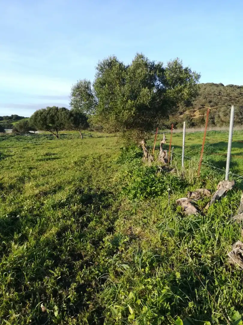 Terreny rústic en venda a Medina Sidonia, imagen 3