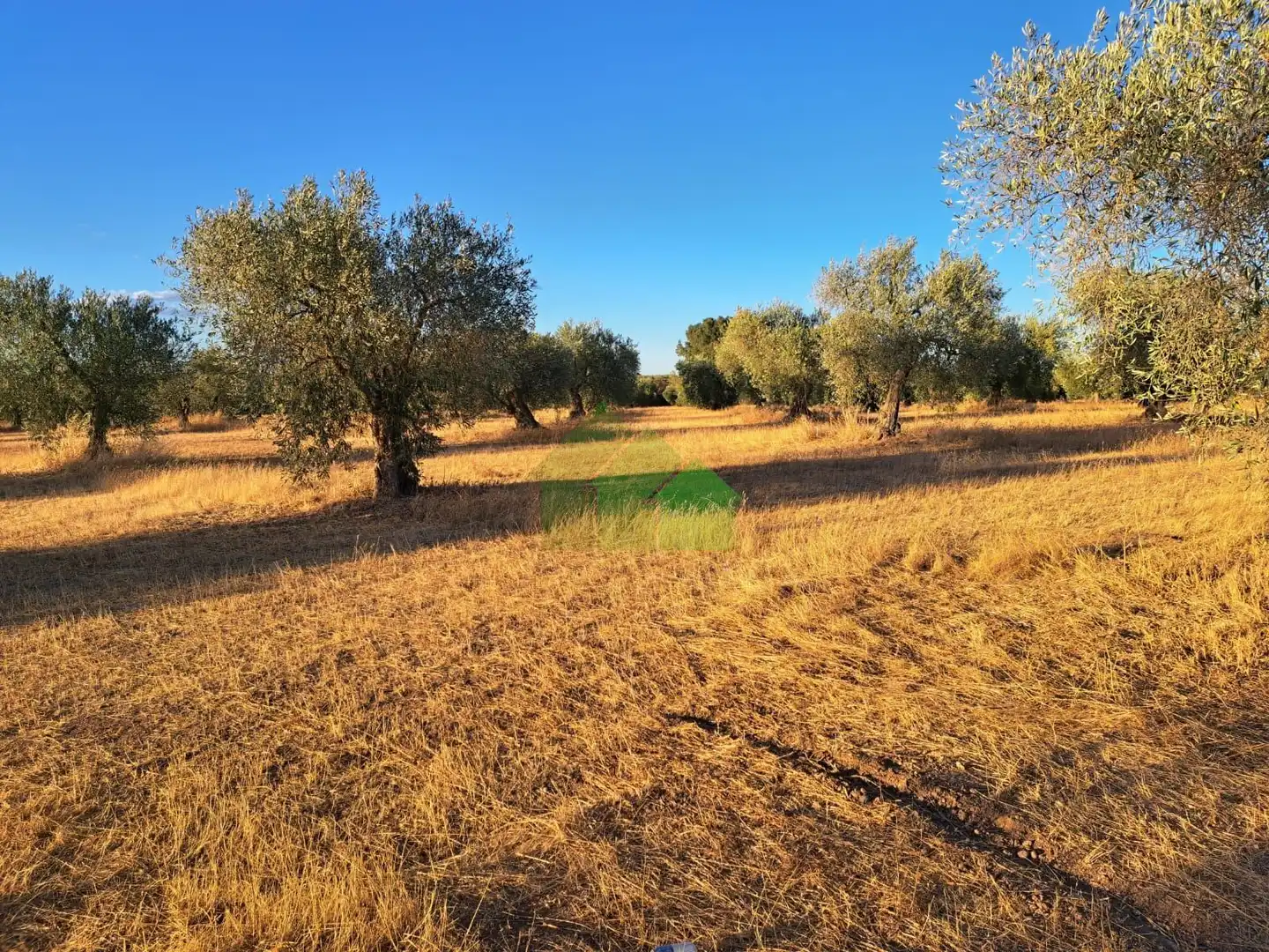 TIERRA DE SECANO PLANTADA DE OLIVOS, imatge 3