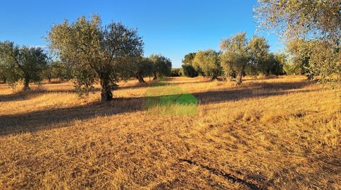 TIERRA DE SECANO PLANTADA DE OLIVOS, imatge 3