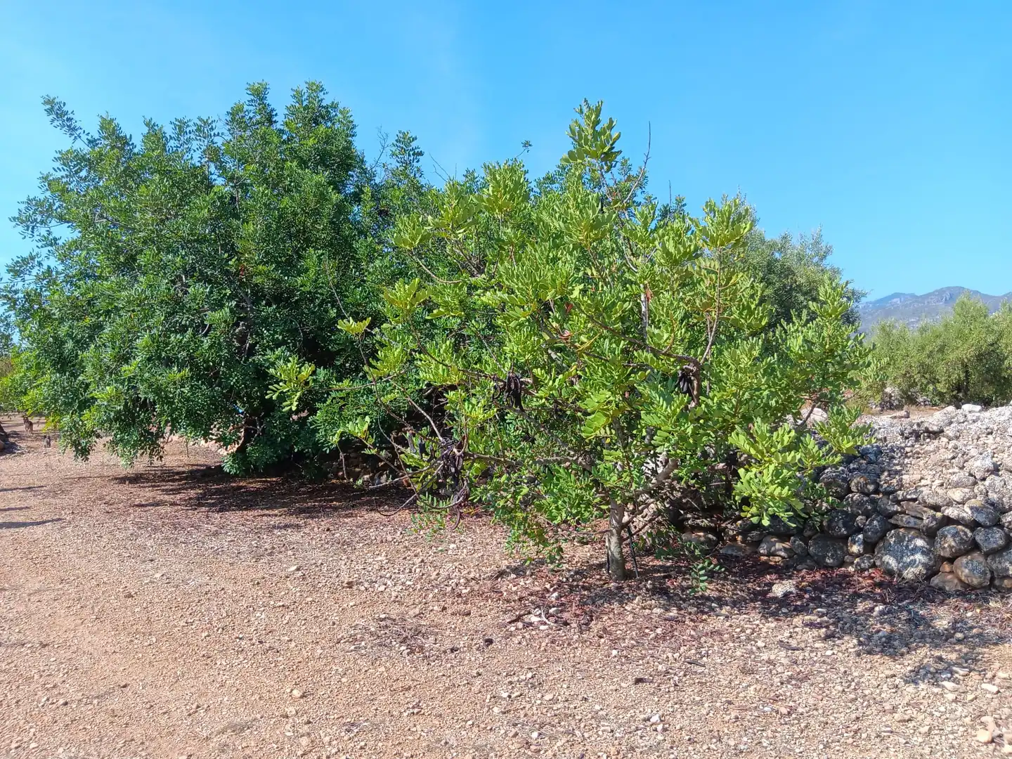 Lands and plots for sale in Roquetes, imagen 36