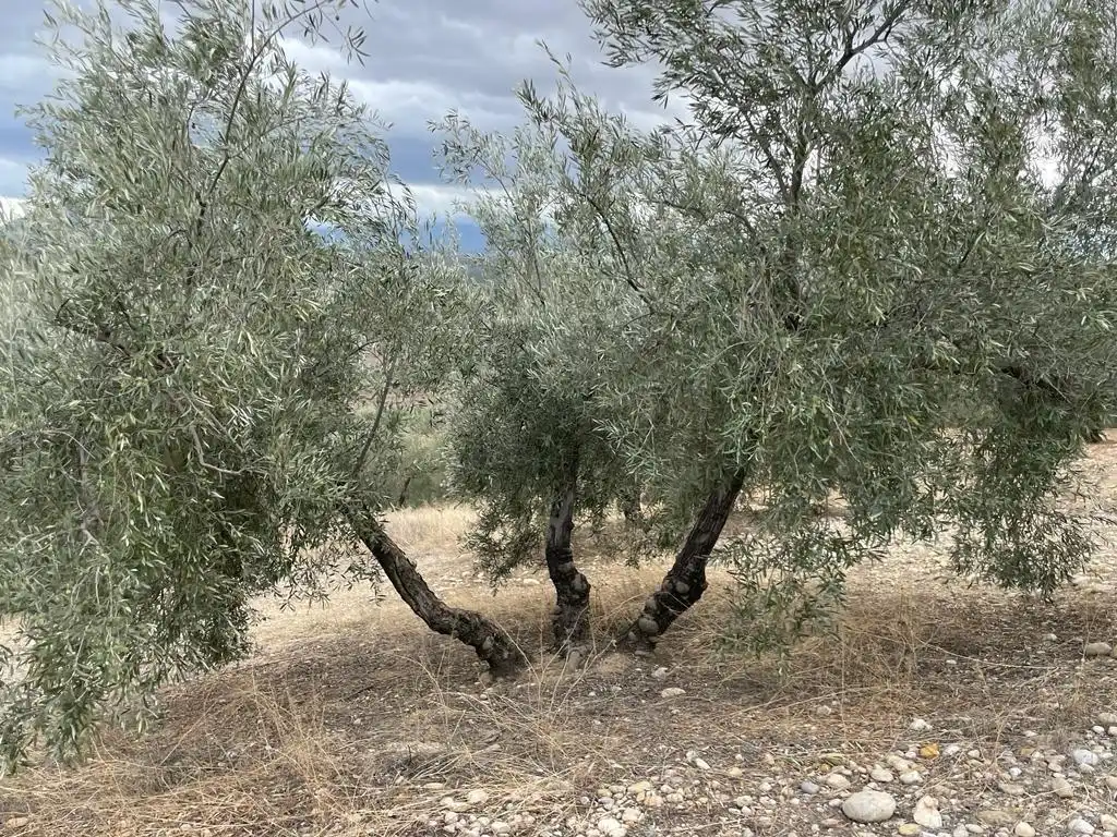 Land for sale in San Ildefonso - Catedral