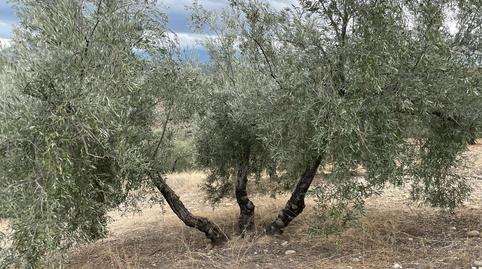 Foto 3 de Finca rústica en venta en San Ildefonso - Catedral,  Jaén Capital