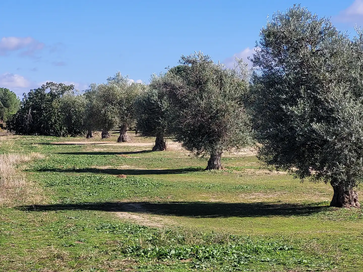 Rural land for sale in Santo Domingo-Caudilla, imagen 2