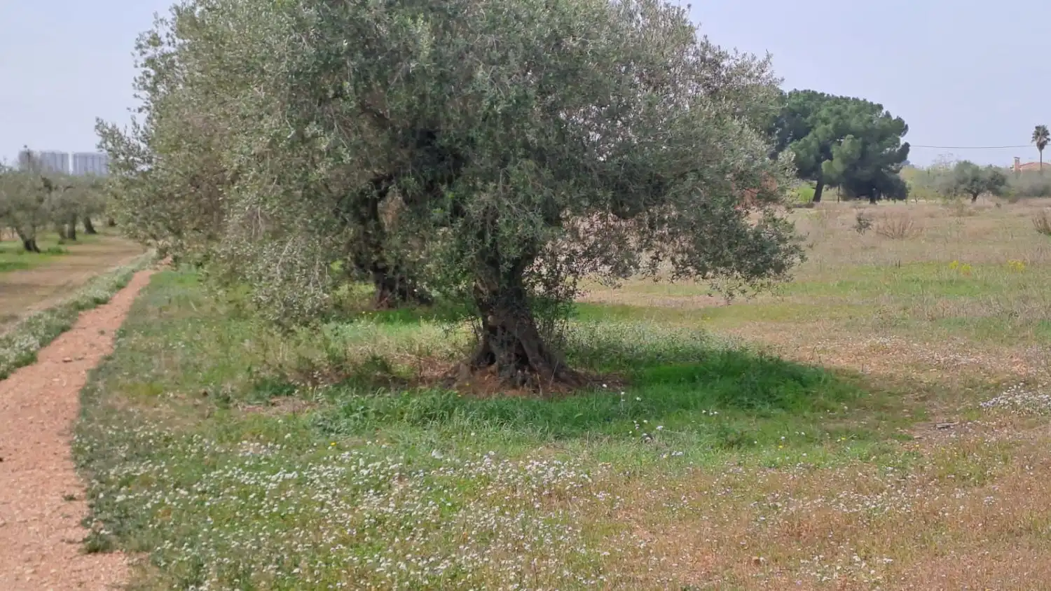 Finca rústica en venta en Constantí