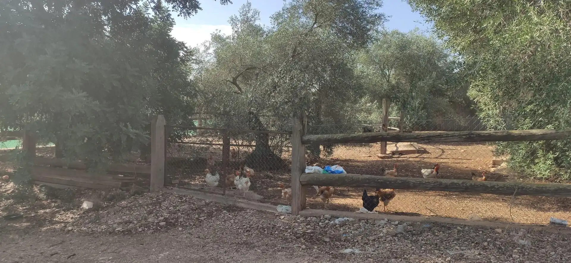 Finca rústica en venda a Eucaliptus - Poble Nou del Delta