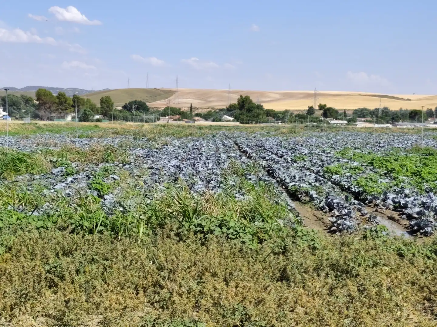 Jardí de Casa o xalet en venda en Illana amb Jardí privat, Terrassa i Piscina