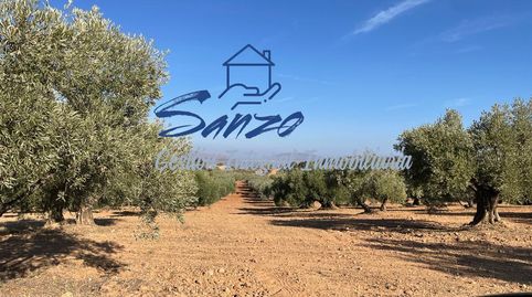 Finca rústica de olivar, imagen 5