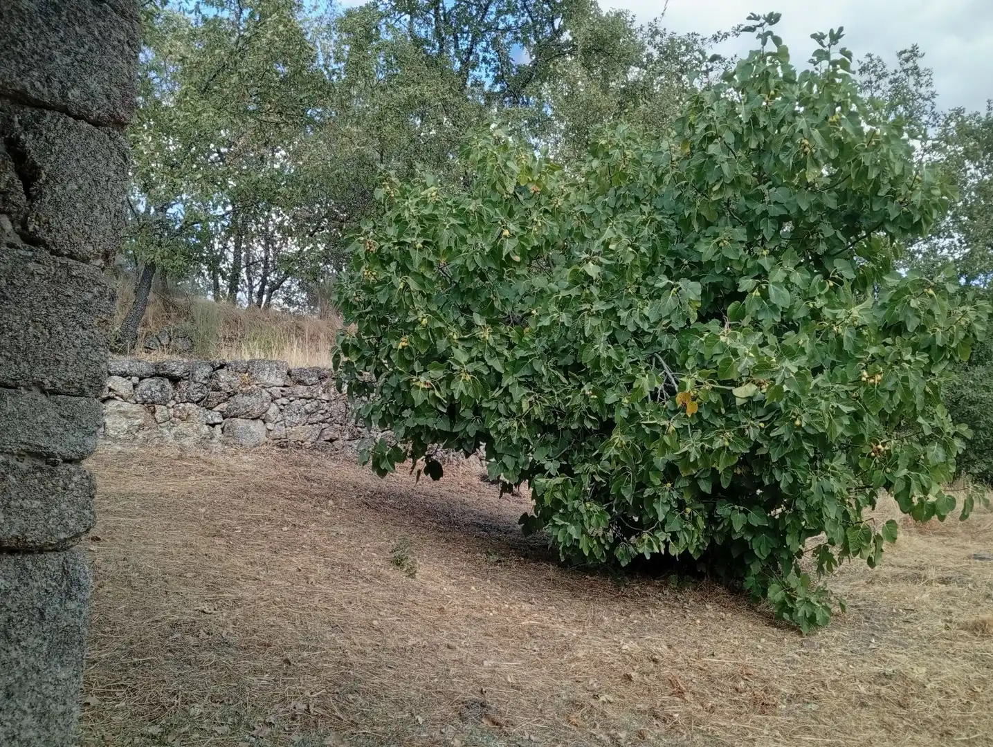 Terreni e lotti in vendita a Villanueva de la Vera, imagen 57