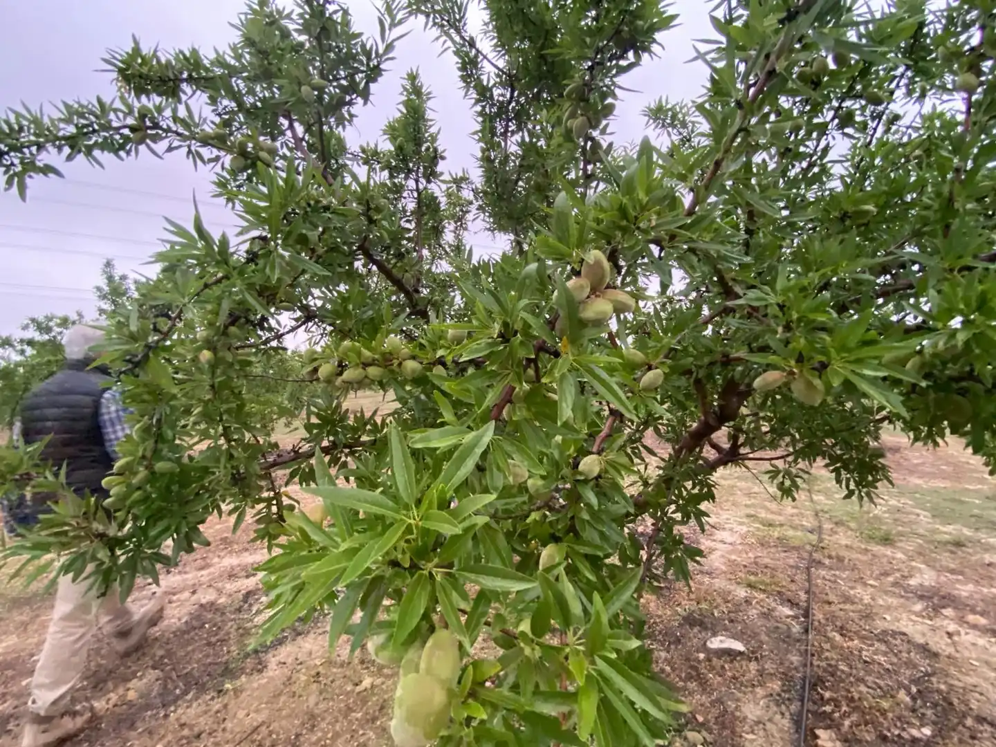 Terreni e lotti in vendita a Guadahortuna, imagen 8