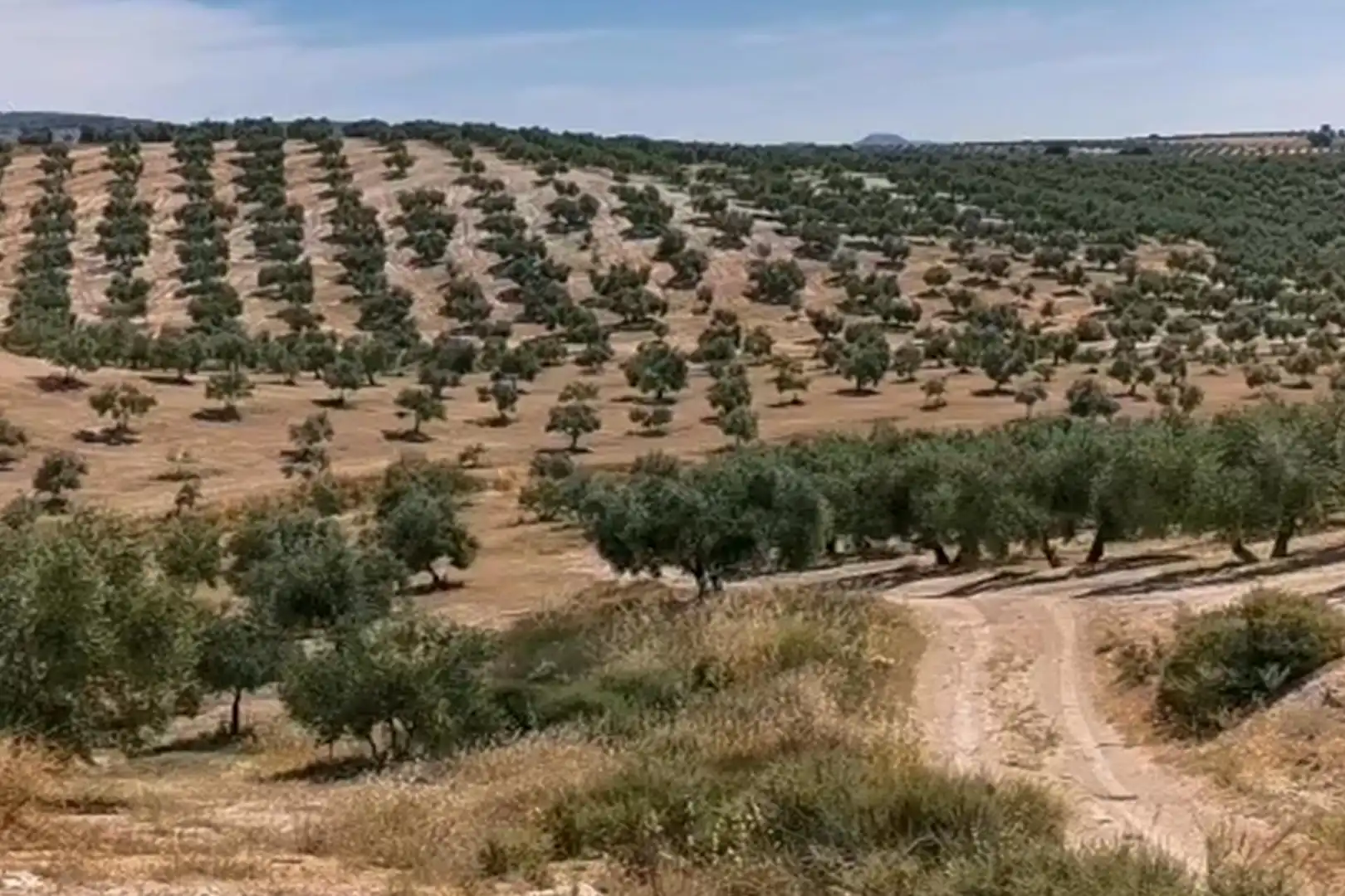 Terreni e lotti in vendita a FINCA DE HUELMA