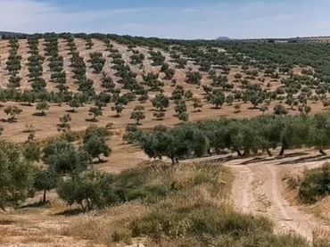 Terreny rústic en venda a FINCA DE HUELMA
