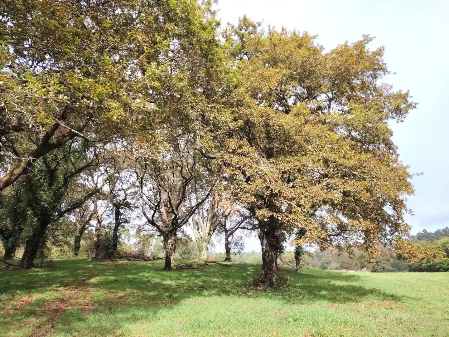 Country homes for sale in Negreira