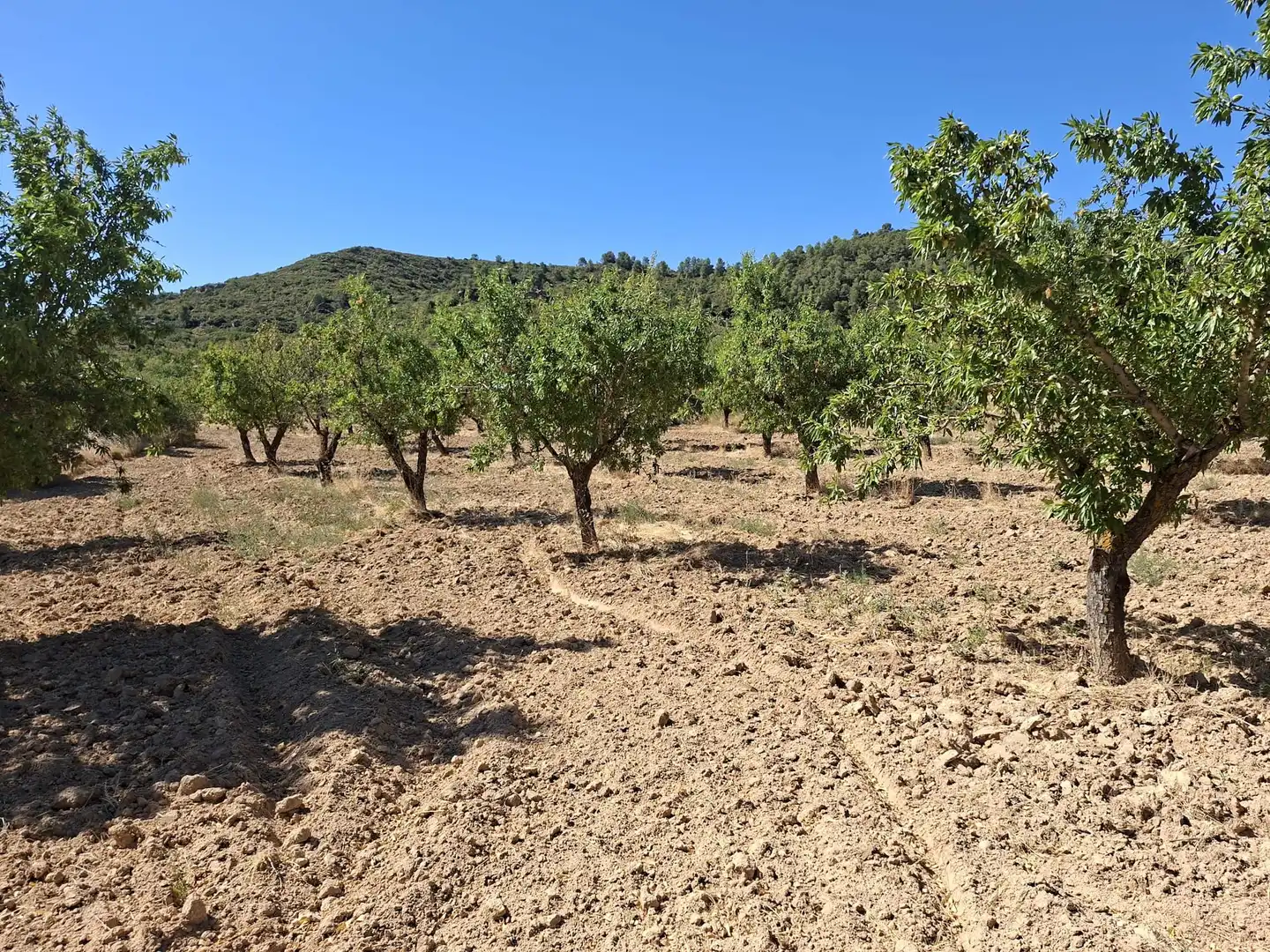 Terreno en venta en Maella