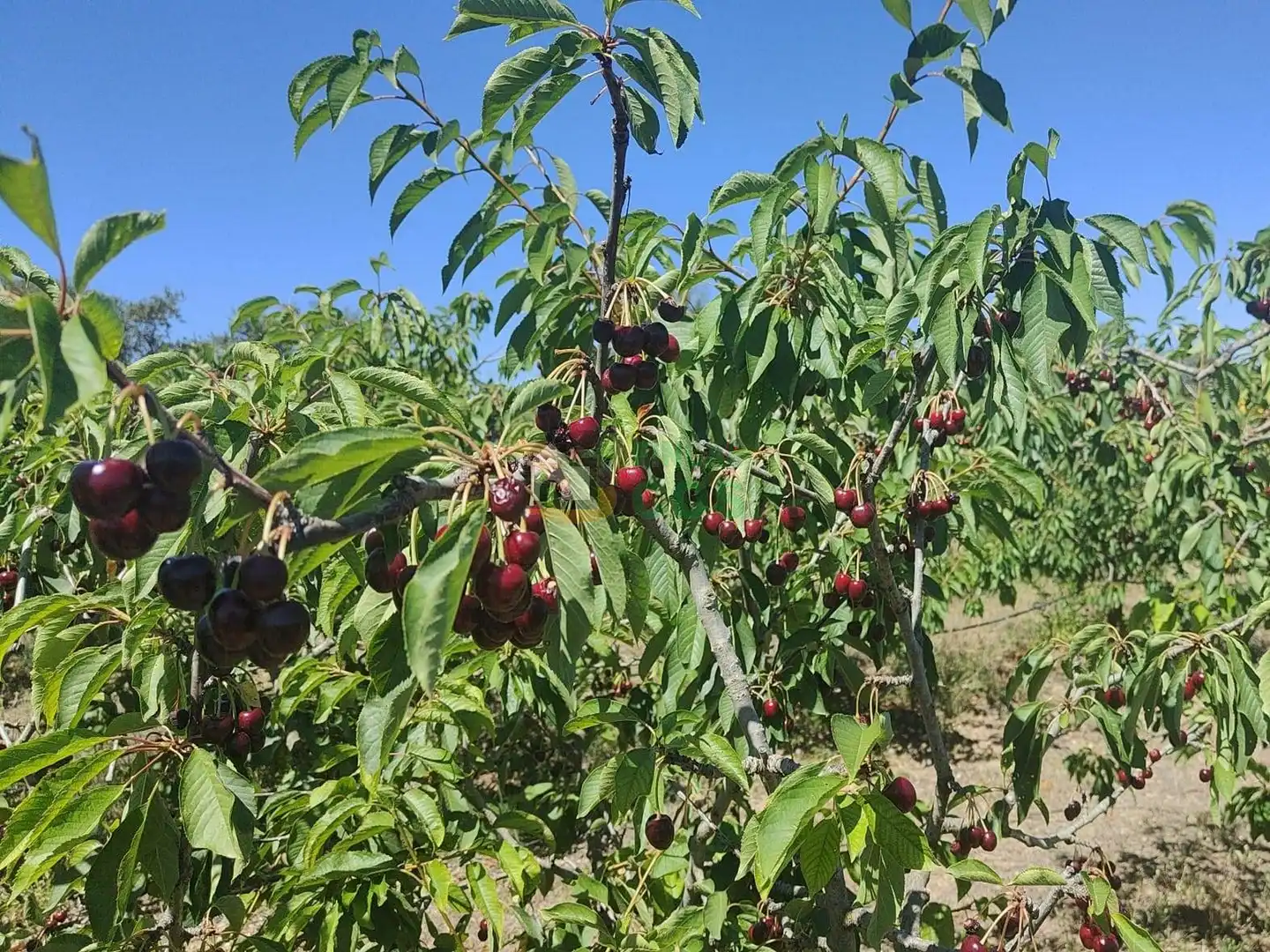 Garden of Land for sale in Garcia