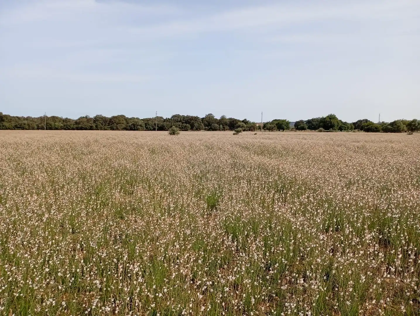 Residential land for sale in Sa Pobla, imagen 2