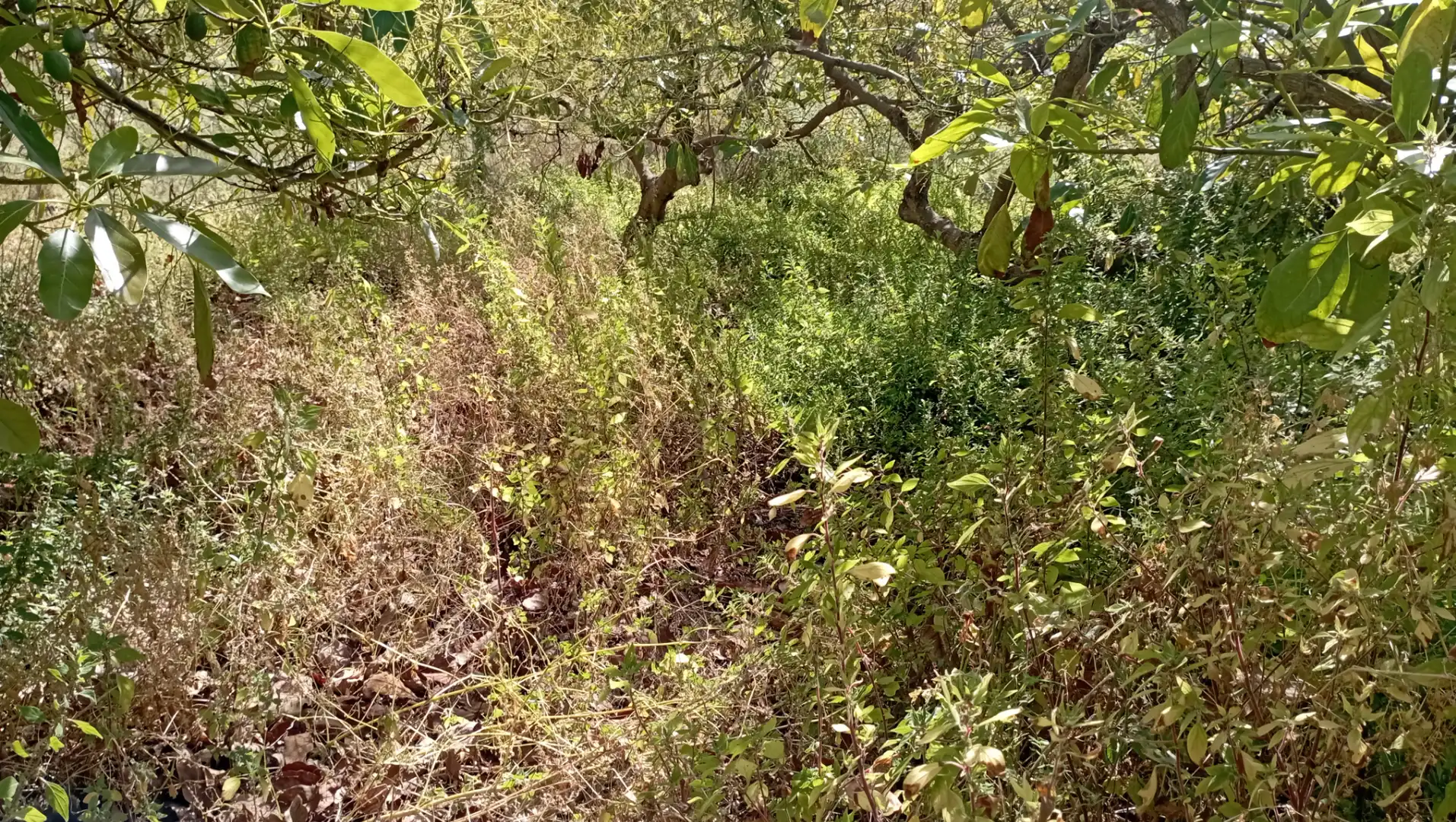 Terrain rustique à vendre à Lagos, imagen 6