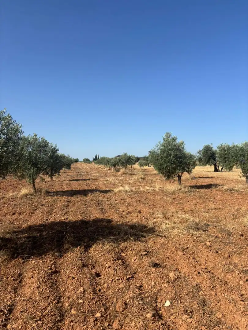 Rural land for sale in Valdepeñas, imagen 16