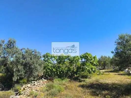 Casa o xalet en venda en Chella amb Jardí privat