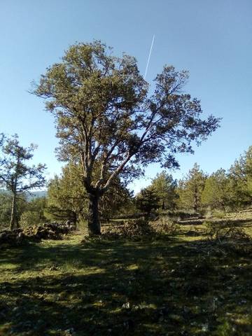 Terreno en Venta en Calle Mayor, 1 en Casla