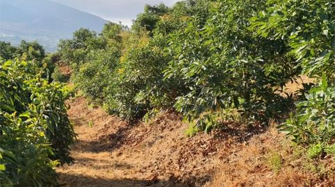 Foto 4 de Finca rústica en venta en Calle Gerald Brenan, 44, Centro, Alhaurín El Grande