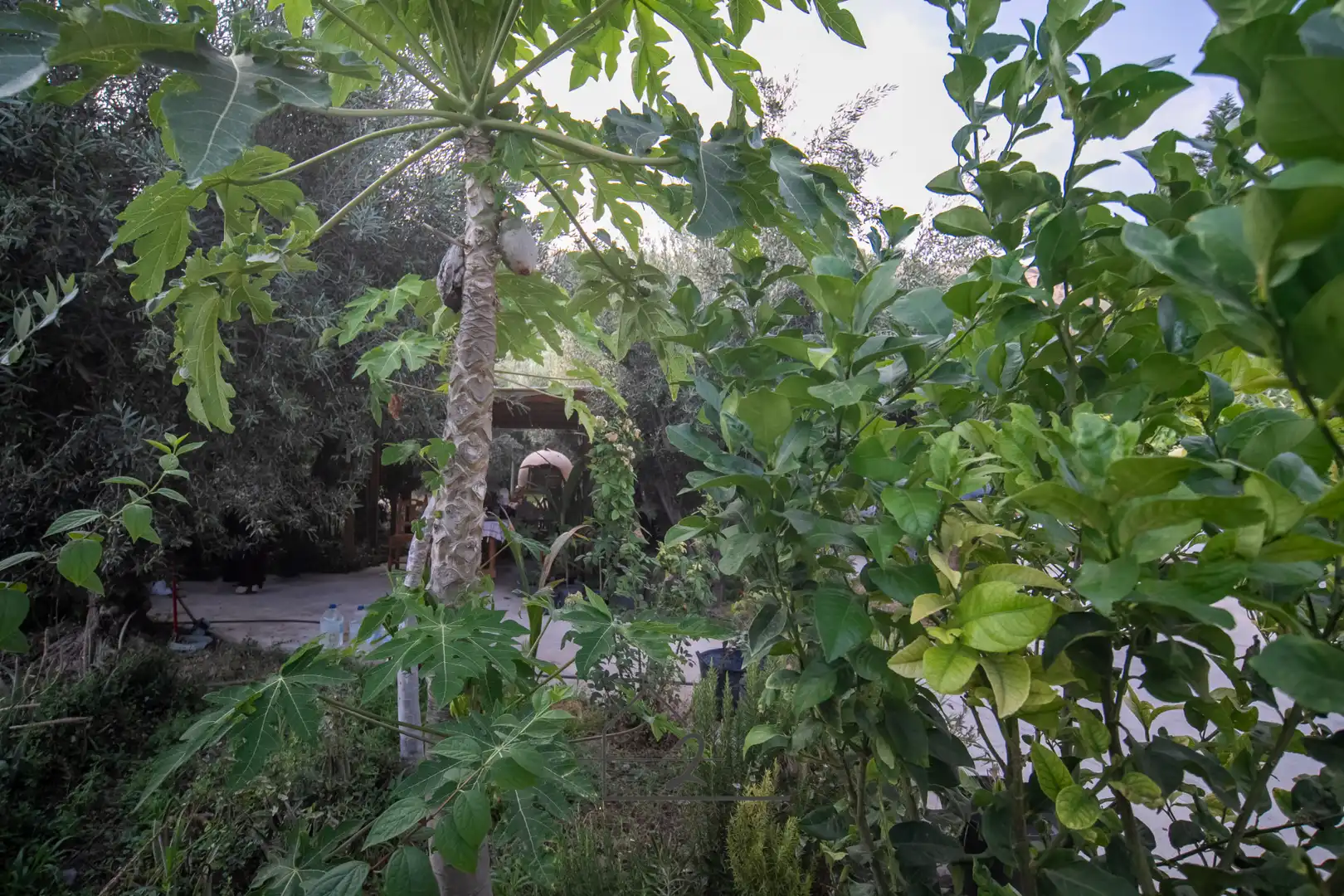 Garden of Land for sale in Vícar
