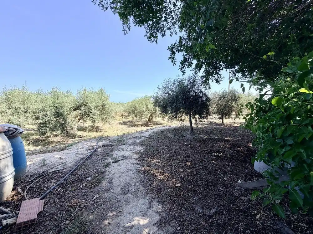 Country homes for sale in Elche / Elx