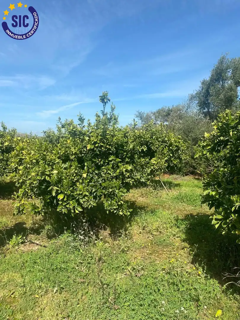 Rural land for sale in Partida Rebols, imagen 13