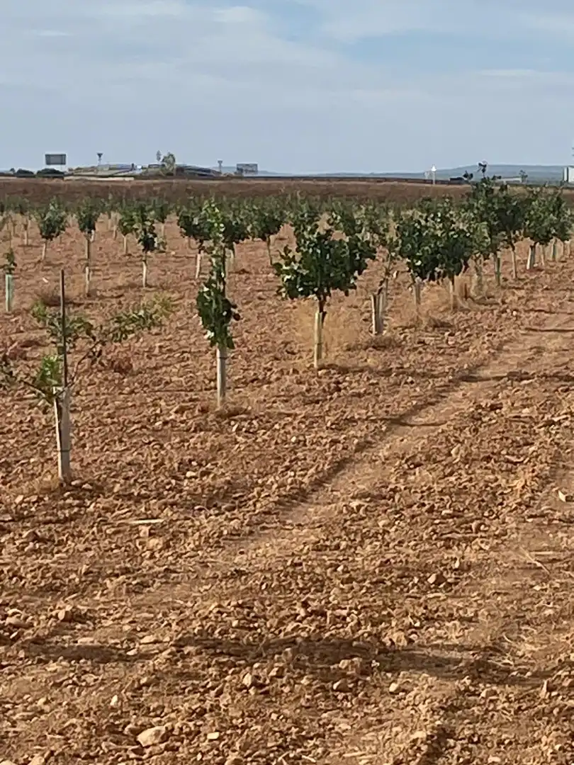 Terreno rustico in vendita a Calle García Pavón, imagen 19