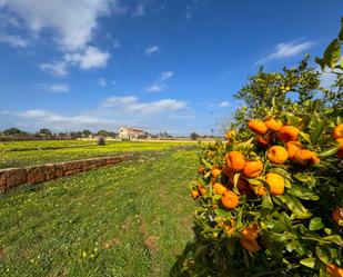 Garden of Country house for sale in Manacor