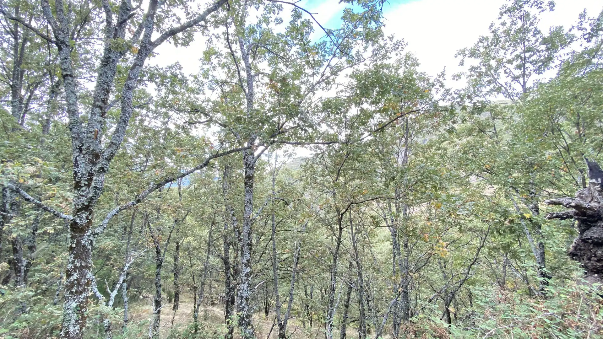 Terreno en venta en Tornavacas