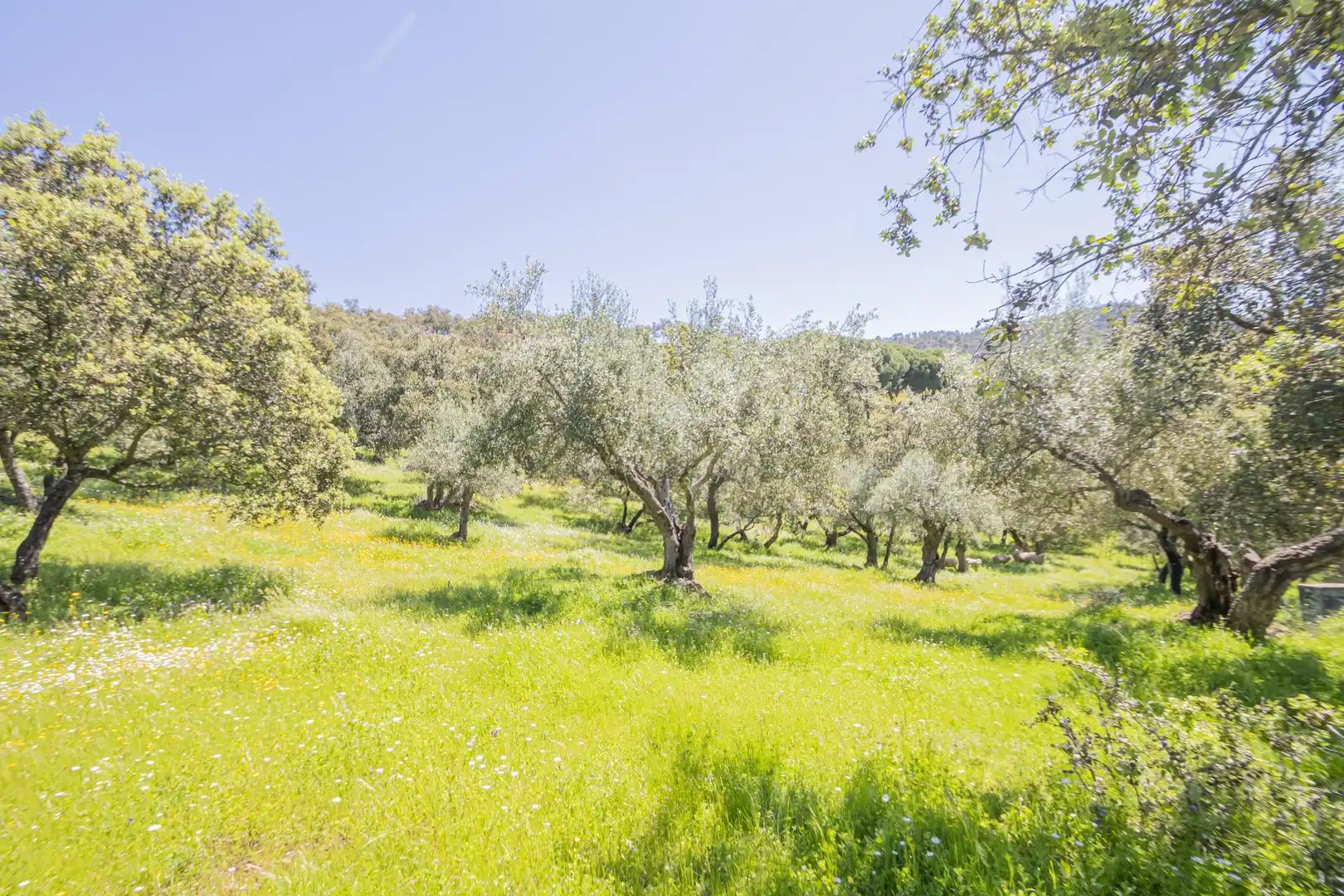 Grundstücke zum Verkauf in El Pedroso