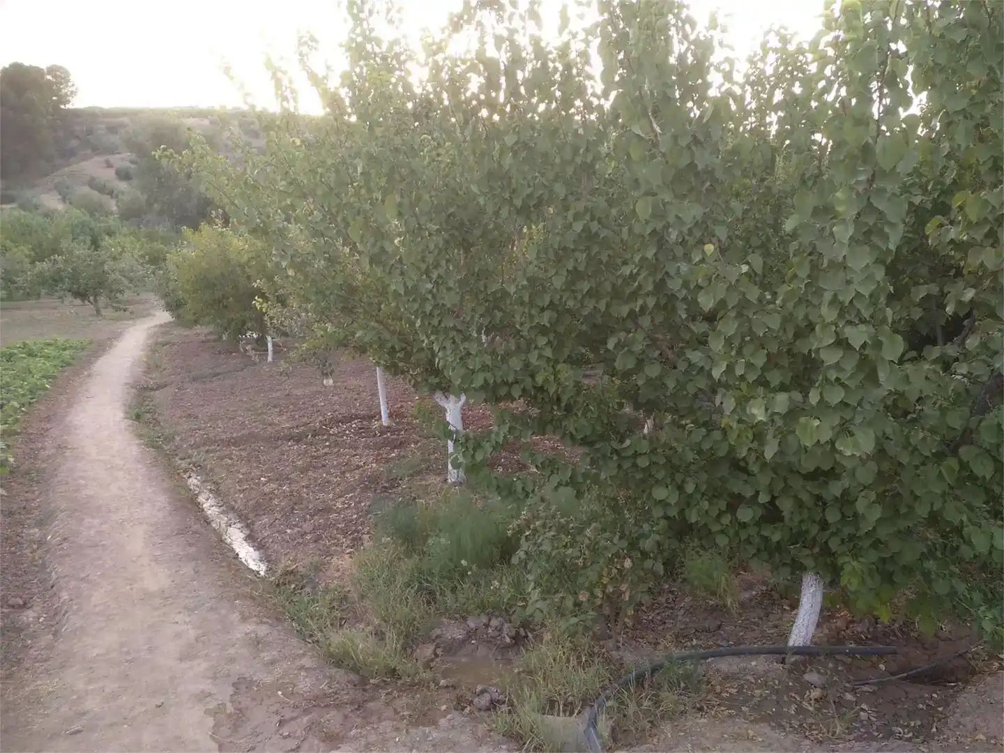 Terreno en venta en Alcaudete