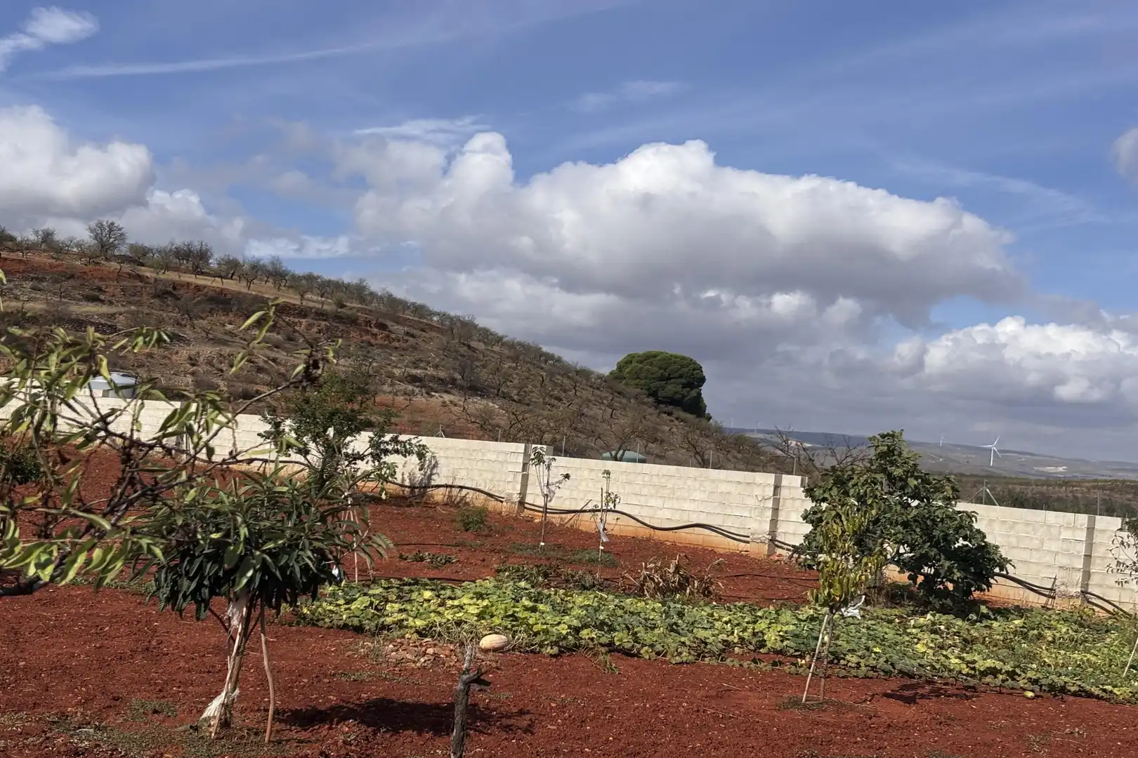 Rural land for sale in Nigüelas, imagen 15