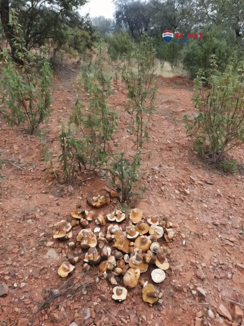 Terreni e lotti in vendita a Alburquerque, imagen 26