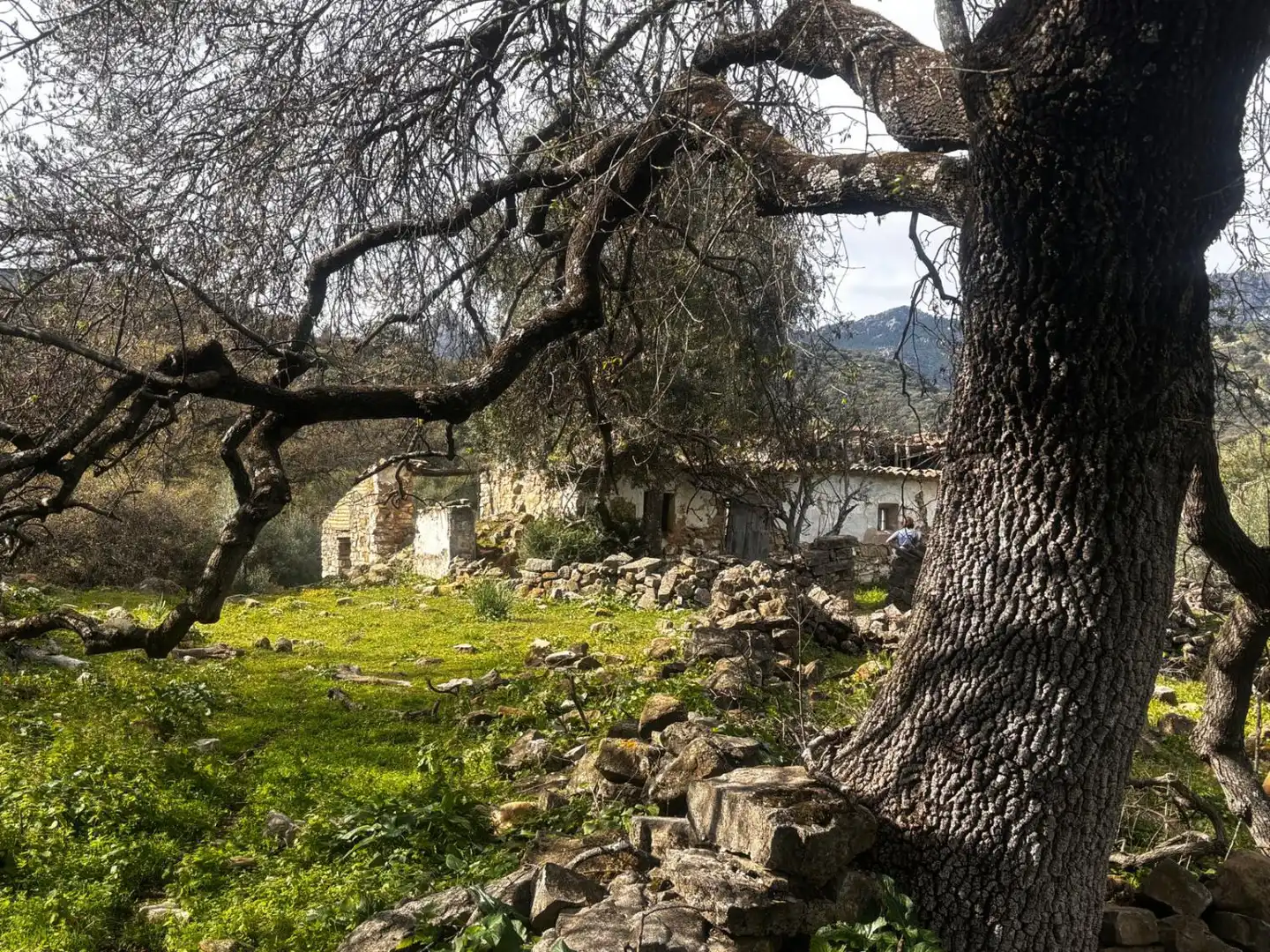 Terrenys i solars en venda a Grazalema