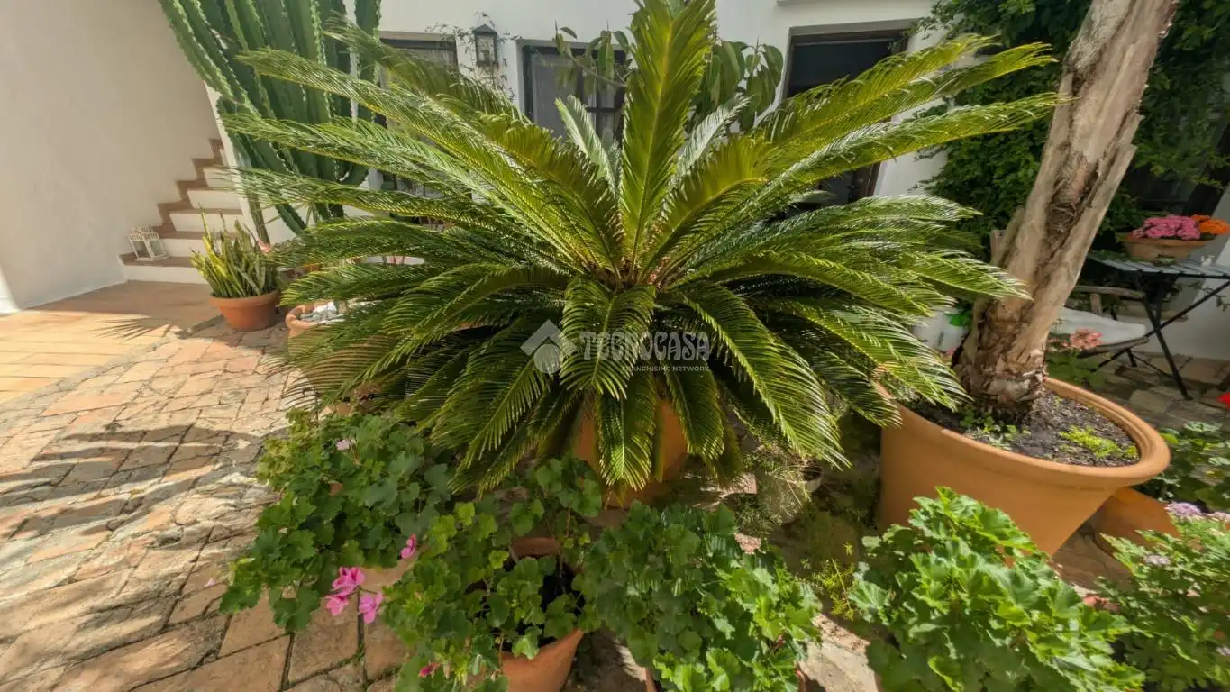 Casa adosada en venta en Vejer