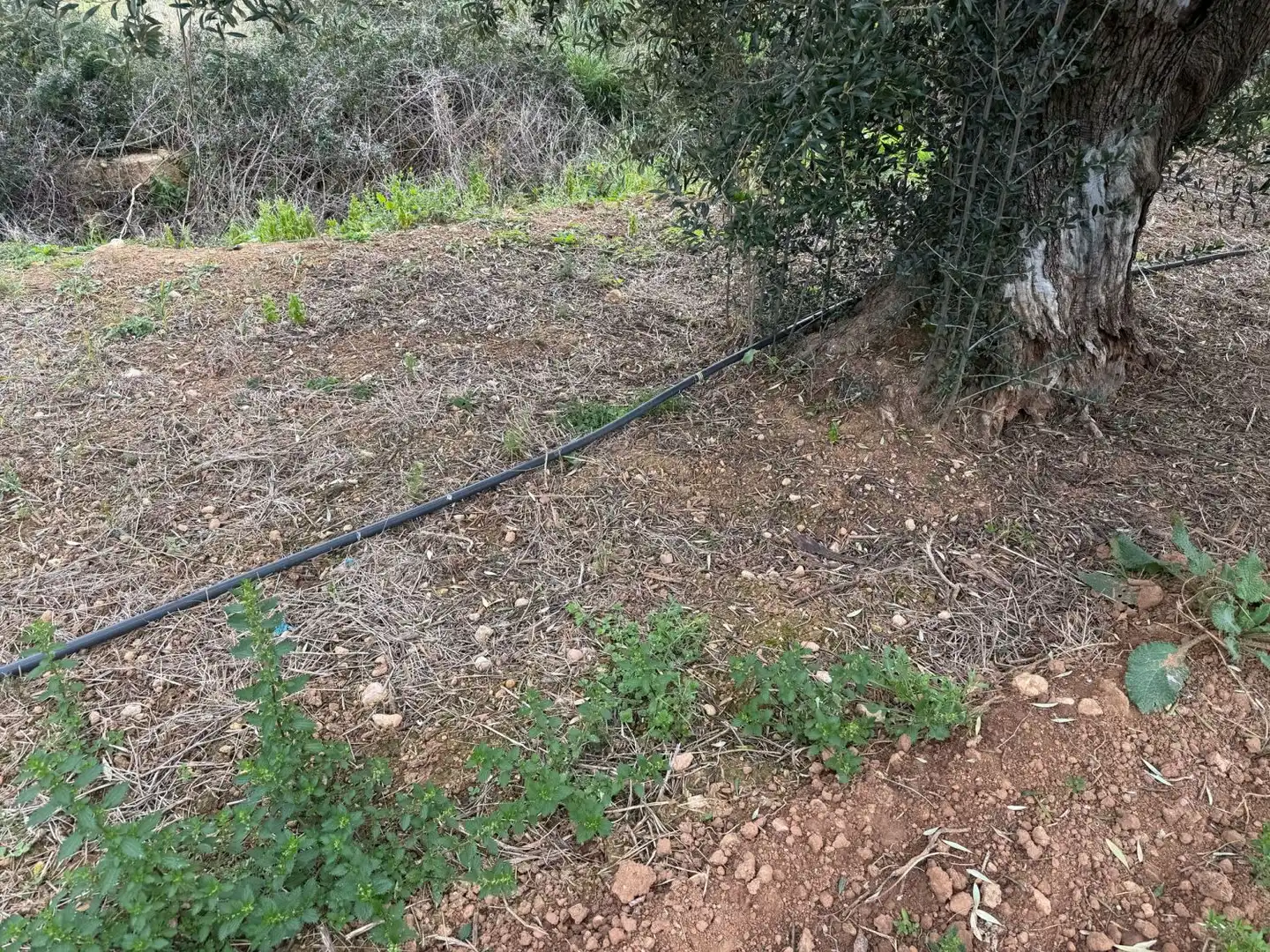 Finca rústica en venda a Altafulla