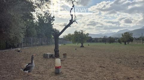 Foto 2 de Finca rústica en venda a Cristo Rey - Parque Europa, Inca