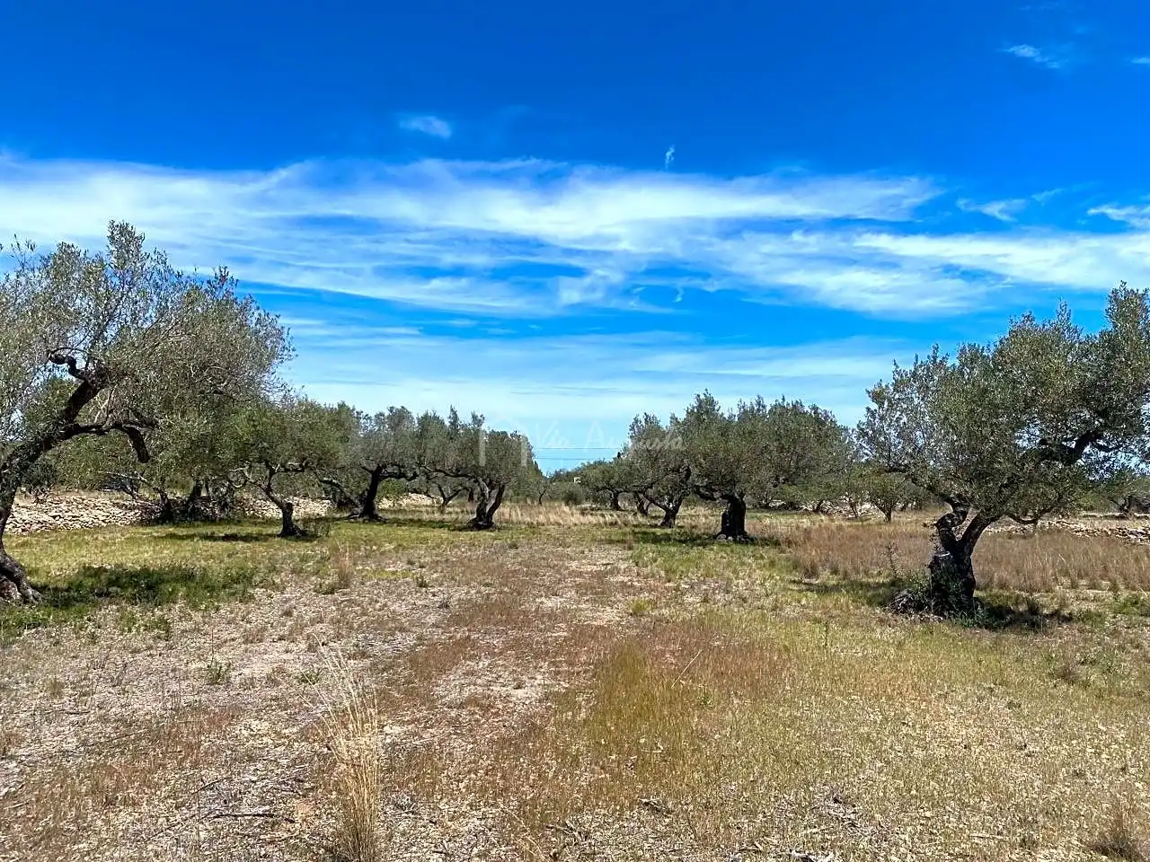 Terreno rustico in vendita a Mas de Baralluga, imagen 8