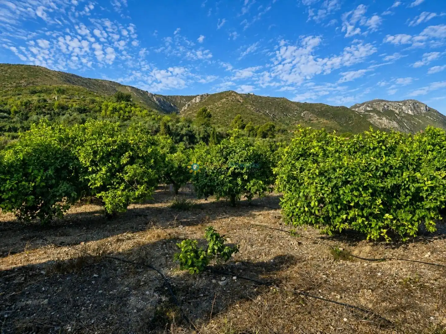 Rural land for sale in Pego