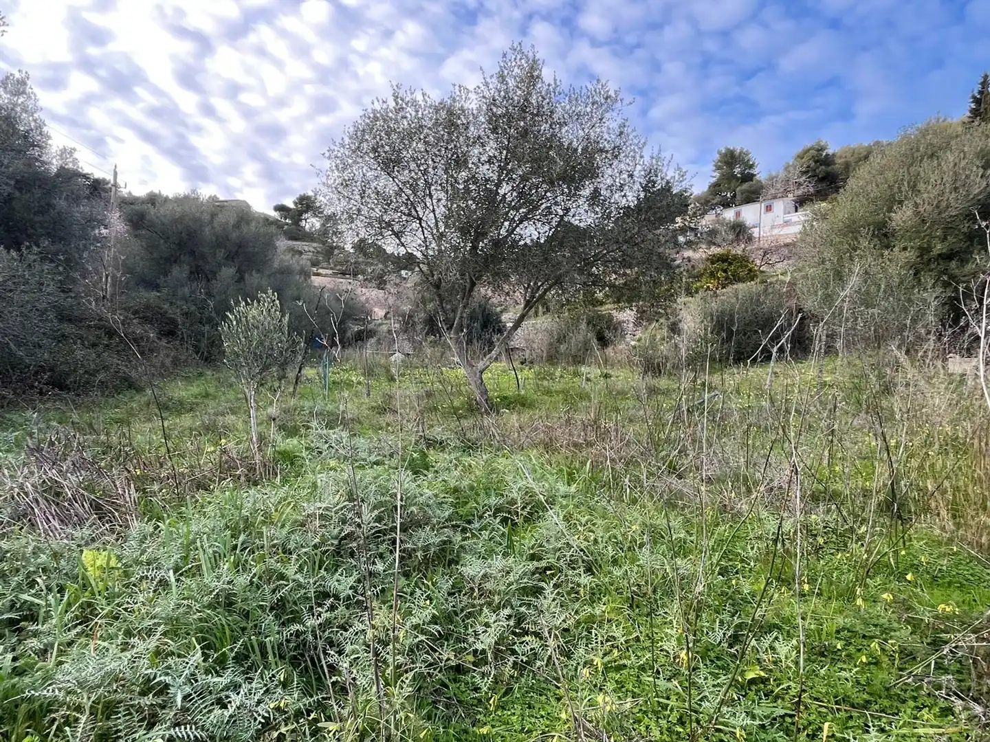Terreny residencial en venda a Puigpunyent, imagen 10