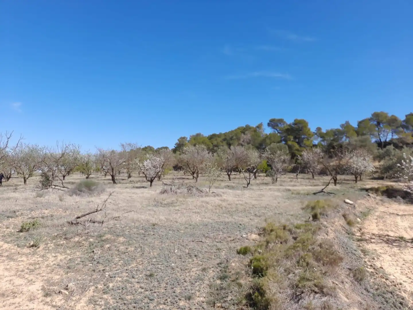 Rural land for sale in Batea, imagen 12